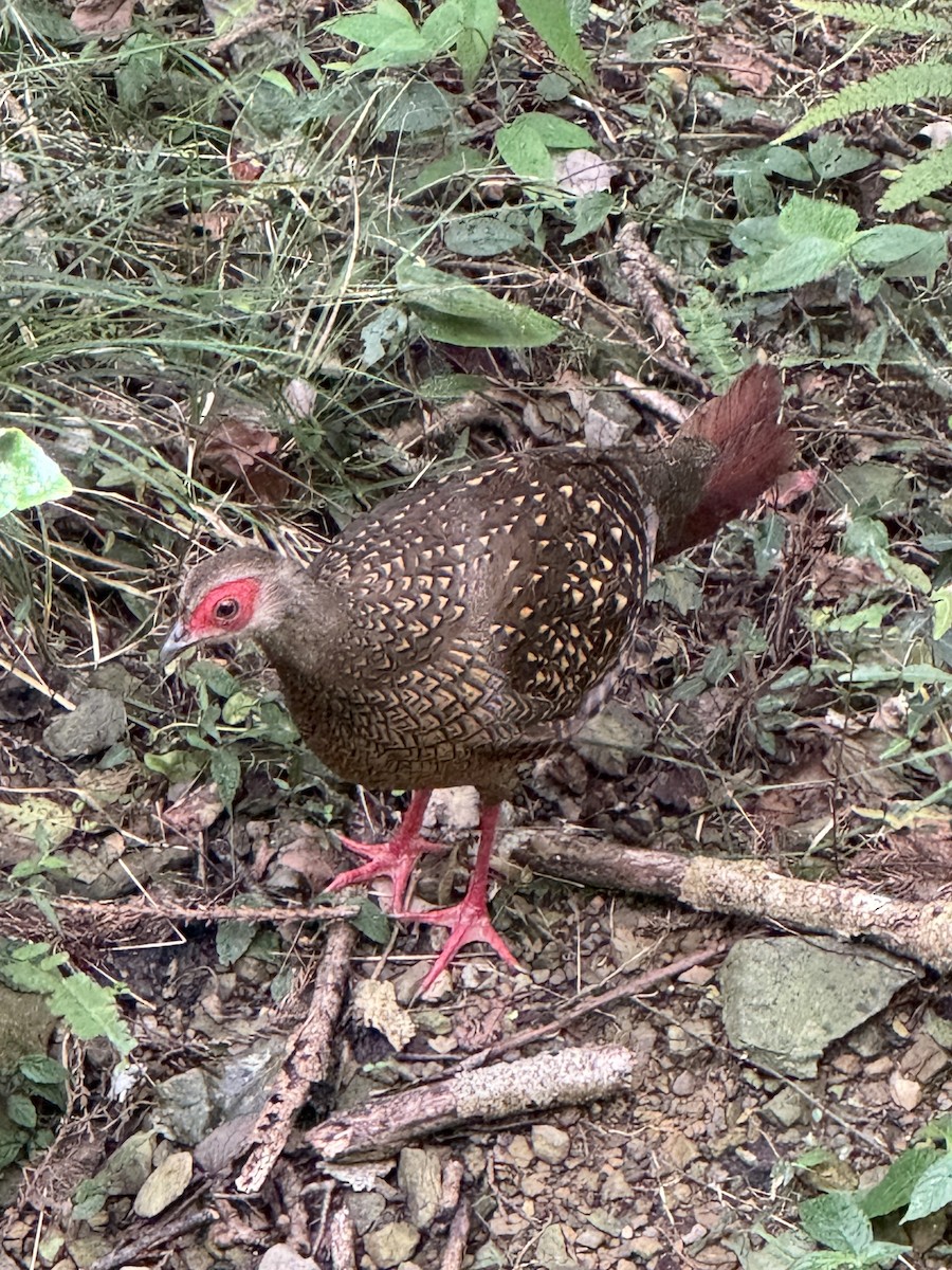 Swinhoe's Pheasant - ML619951996