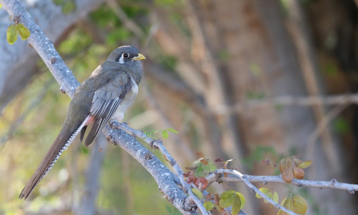 Elegant Trogon - ML619951998