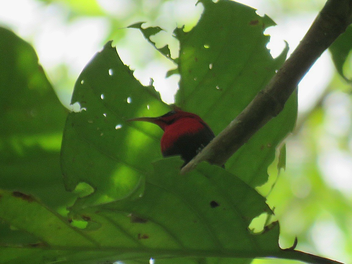 Prunknektarvogel - ML619952013