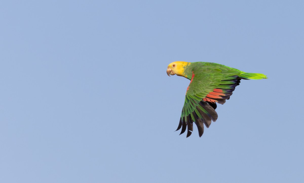 Yellow-headed Amazon (Tres Marias Is.) - Luke Seitz