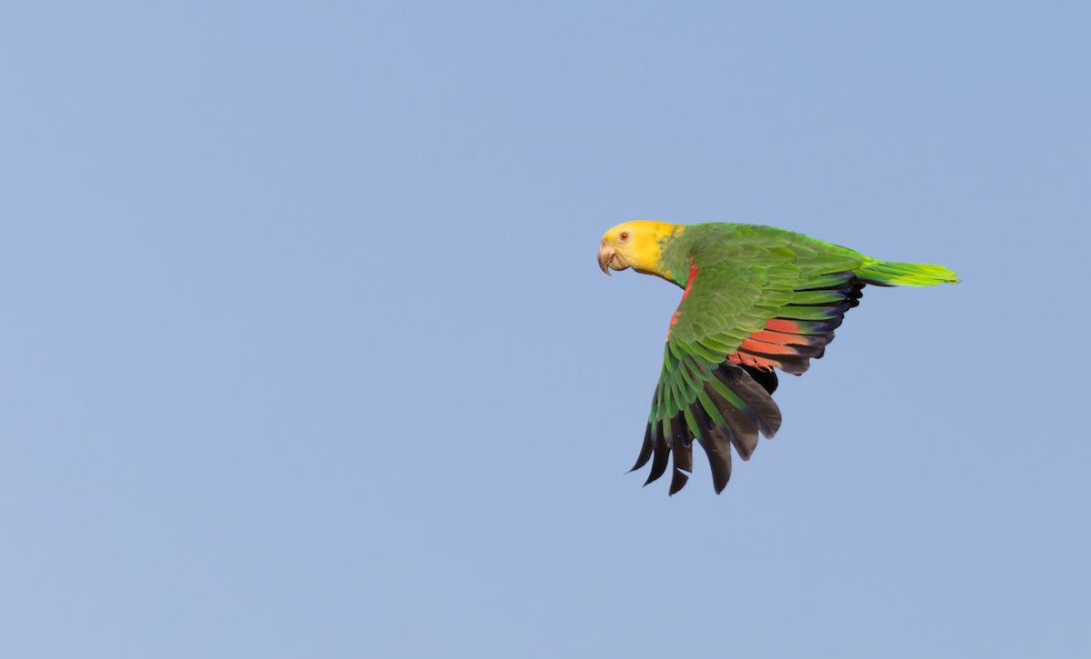 Yellow-headed Parrot (Tres Marias Is.) - ML619952021
