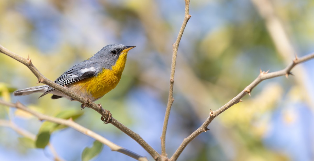 Tropikal Parula (insularis) - ML619952032