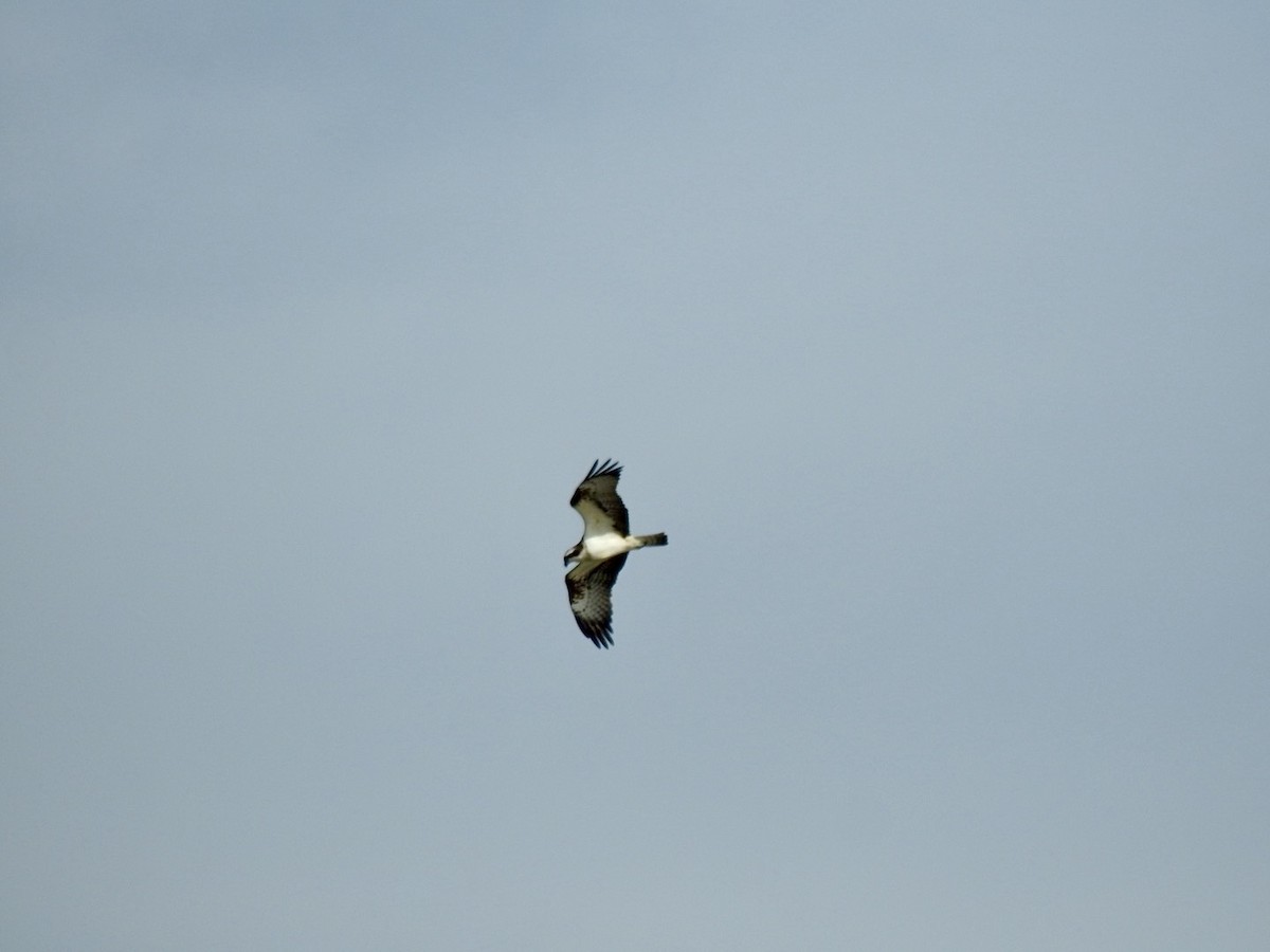 Águila Pescadora (haliaetus) - ML619952035