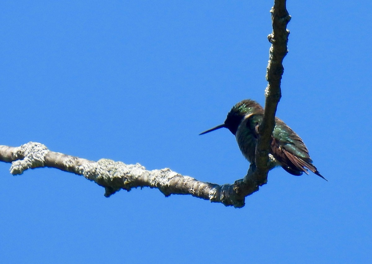 Ruby-throated Hummingbird - ML619952041