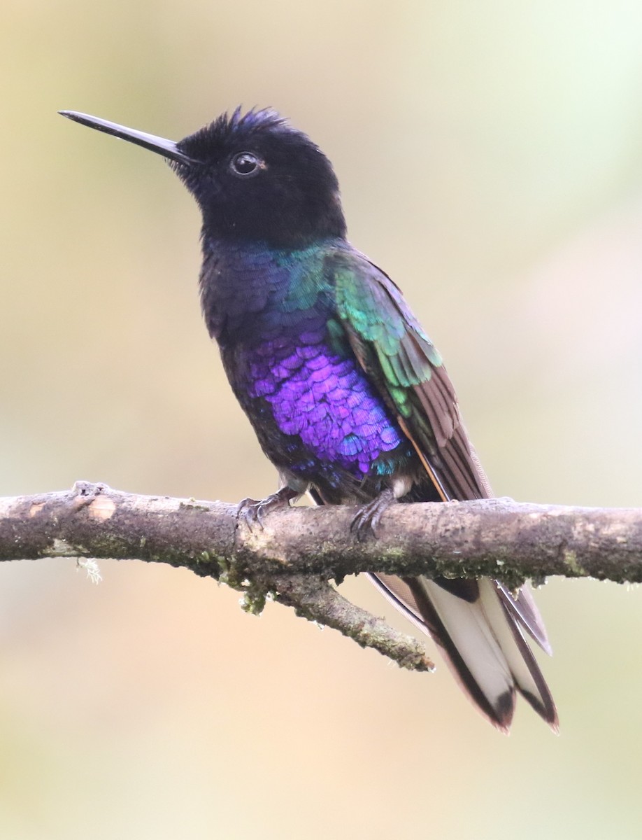 kolibřík hyacintový - ML619952042