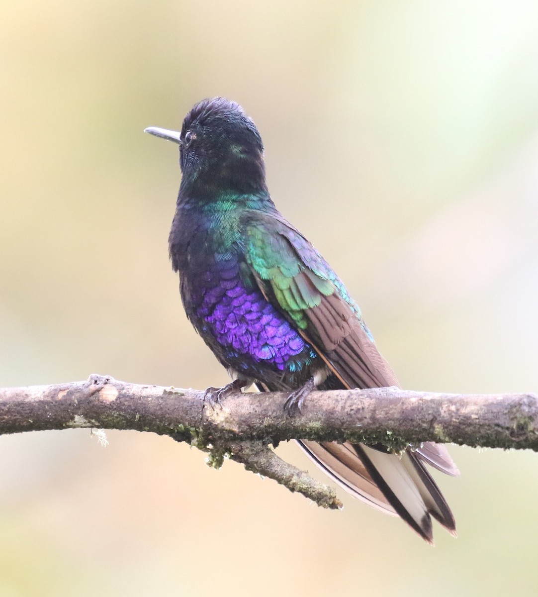 kolibřík hyacintový - ML619952060