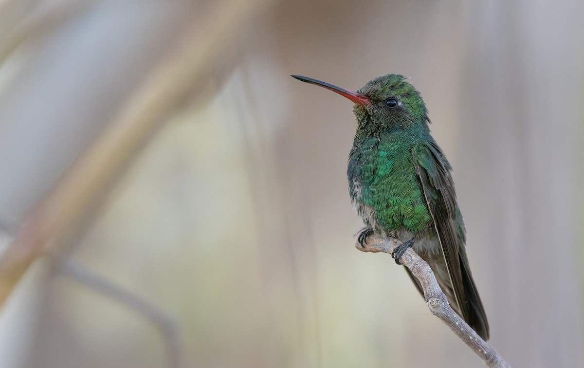 Colibrí Piquiancho de Tres - ML619952068