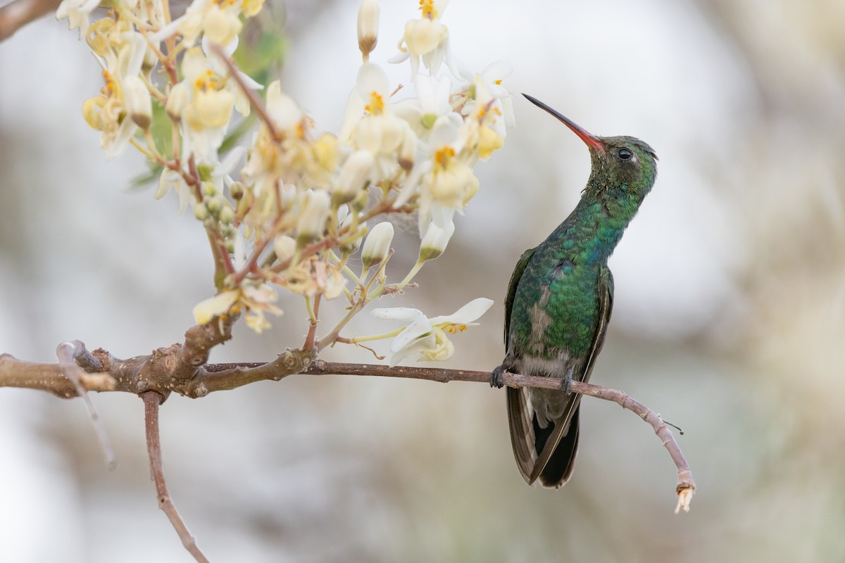 Colibrí Piquiancho de Tres - ML619952070