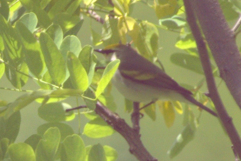 Golden-winged Warbler - ML619952071