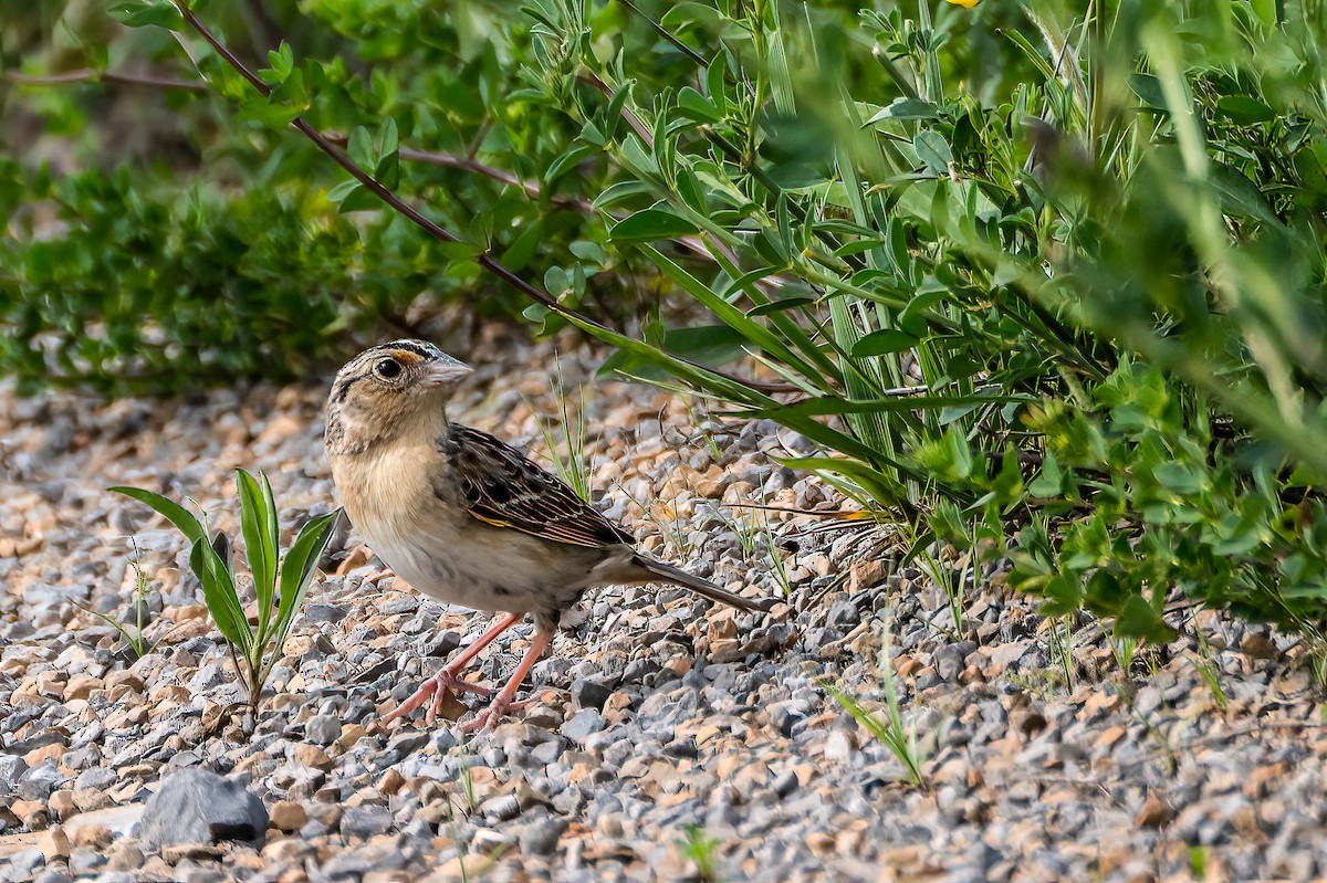 Grasshopper Sparrow - ML619952078