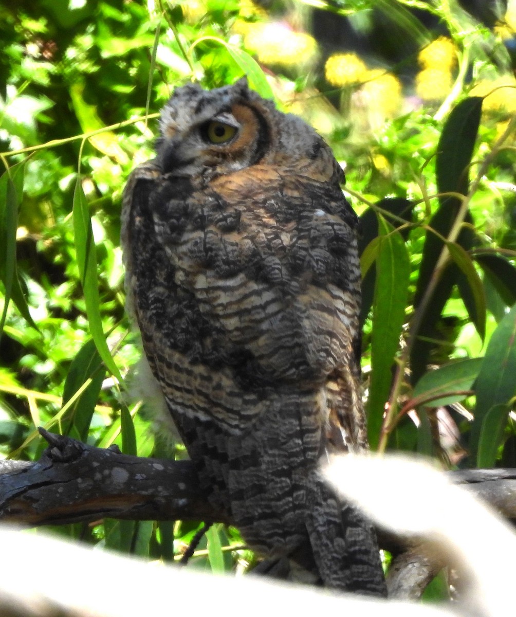 Great Horned Owl - ML619952082
