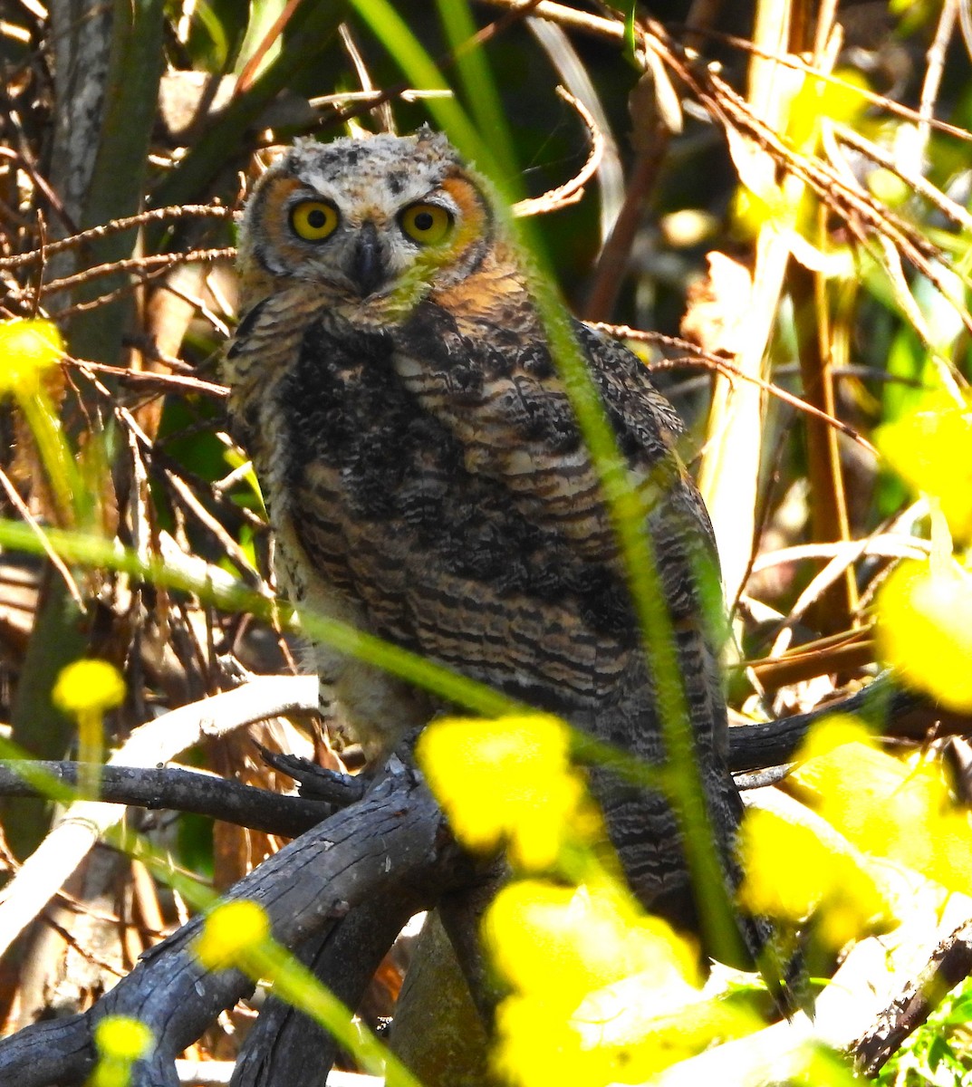 Great Horned Owl - ML619952083