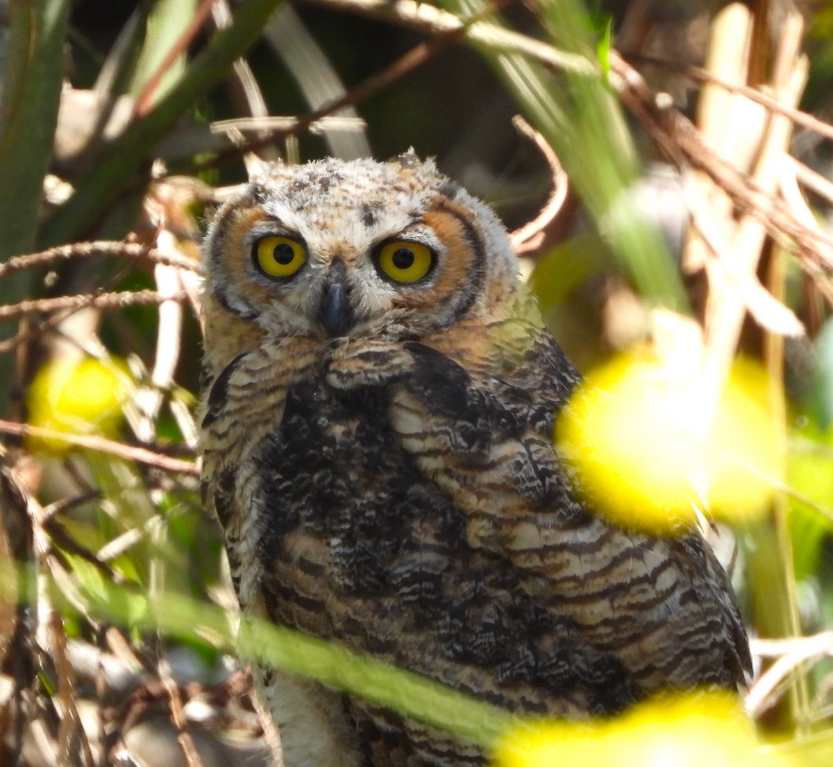 Great Horned Owl - ML619952084