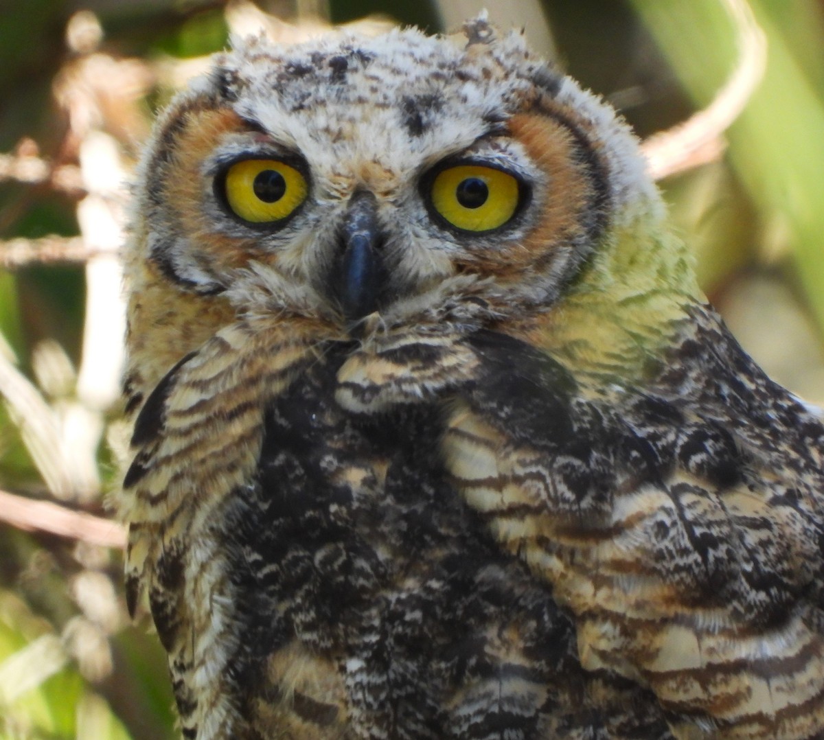 Great Horned Owl - ML619952085