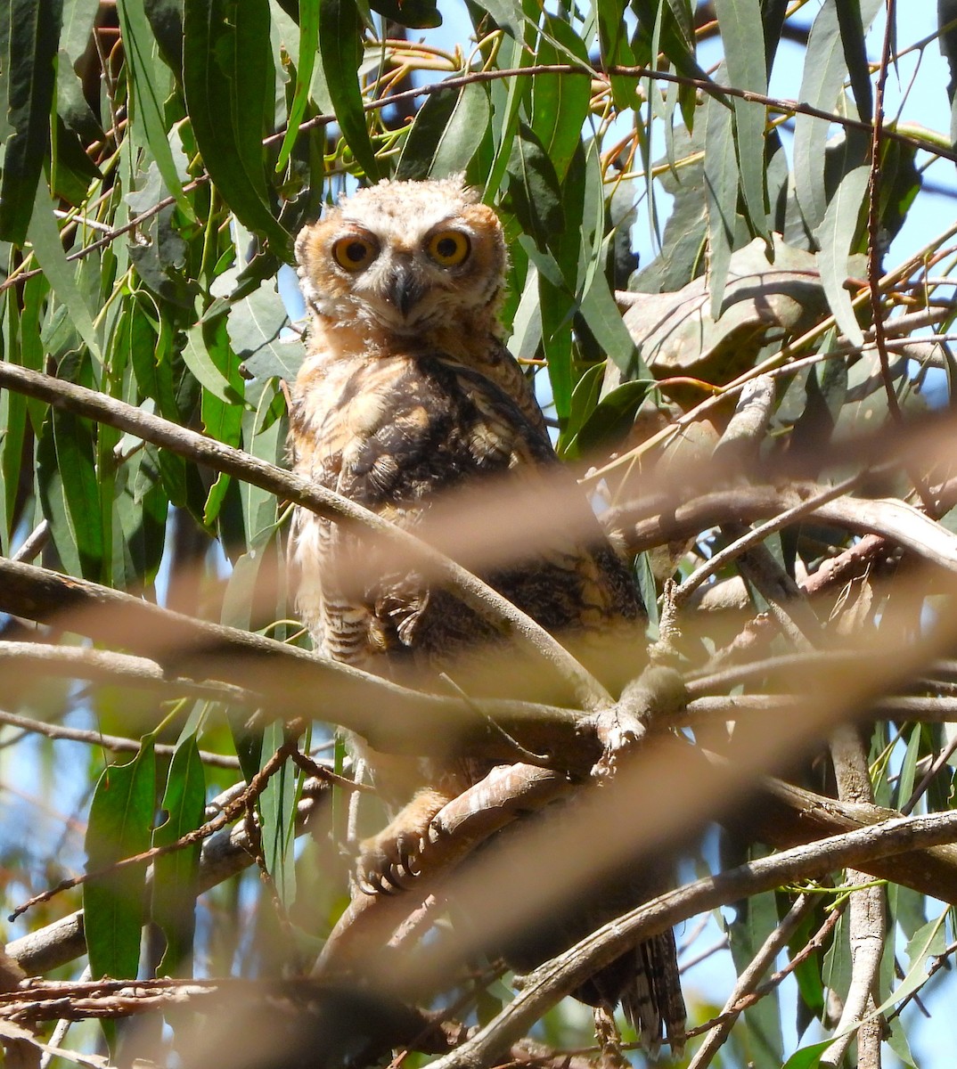 Great Horned Owl - ML619952086