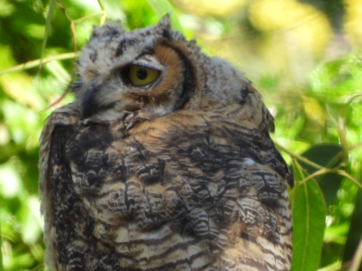 Great Horned Owl - ML619952088
