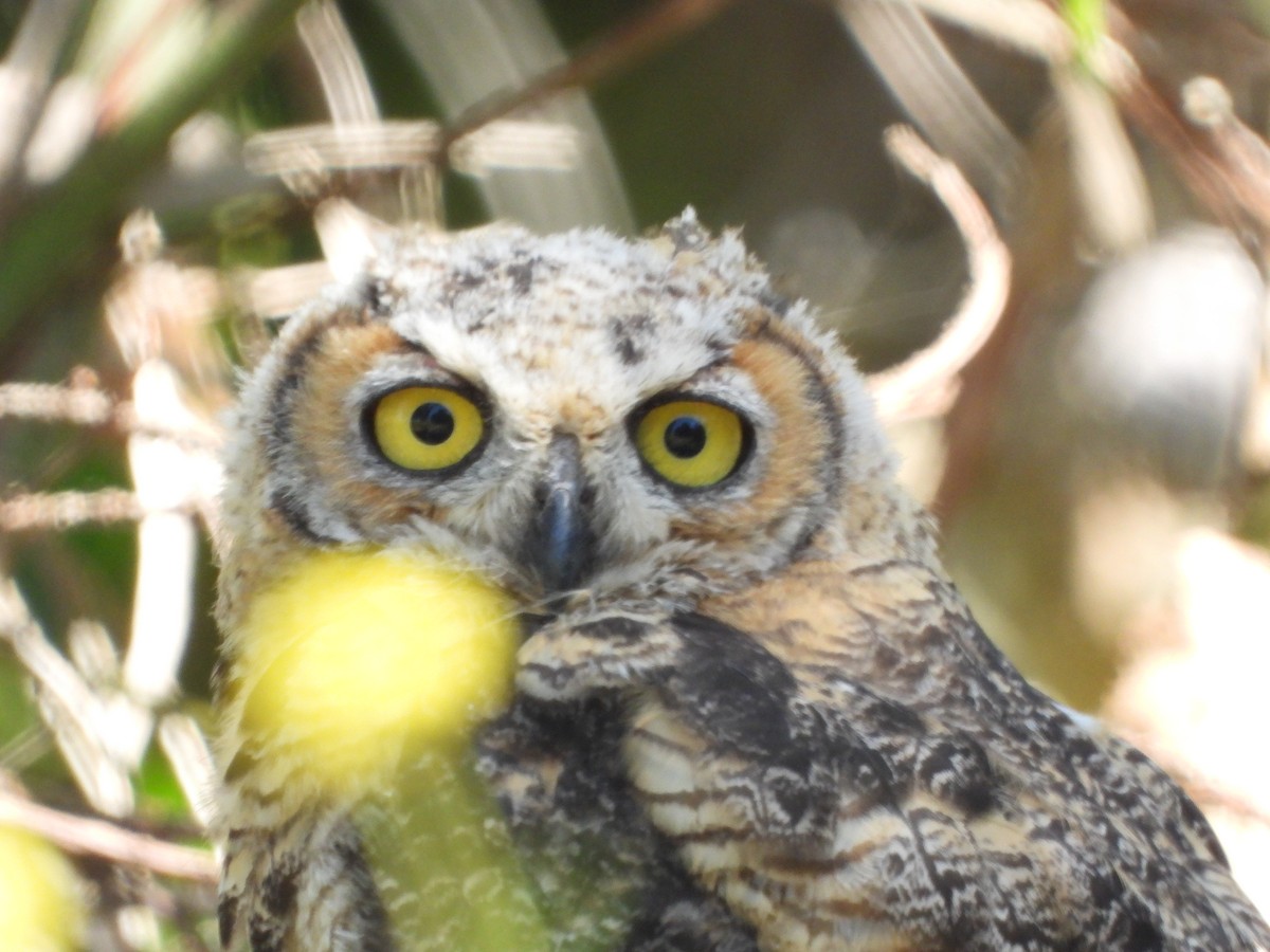 Great Horned Owl - ML619952089