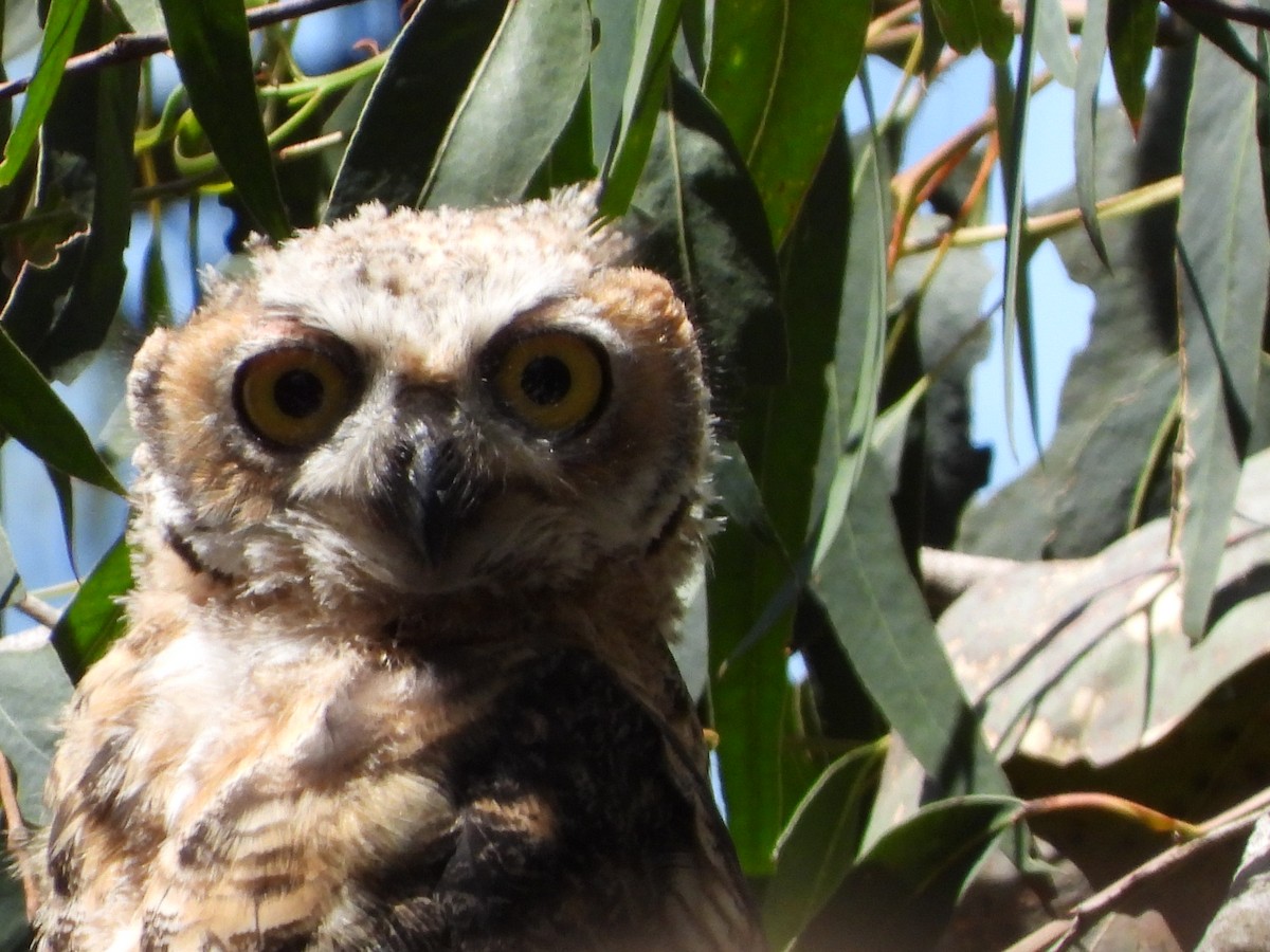 Great Horned Owl - ML619952090