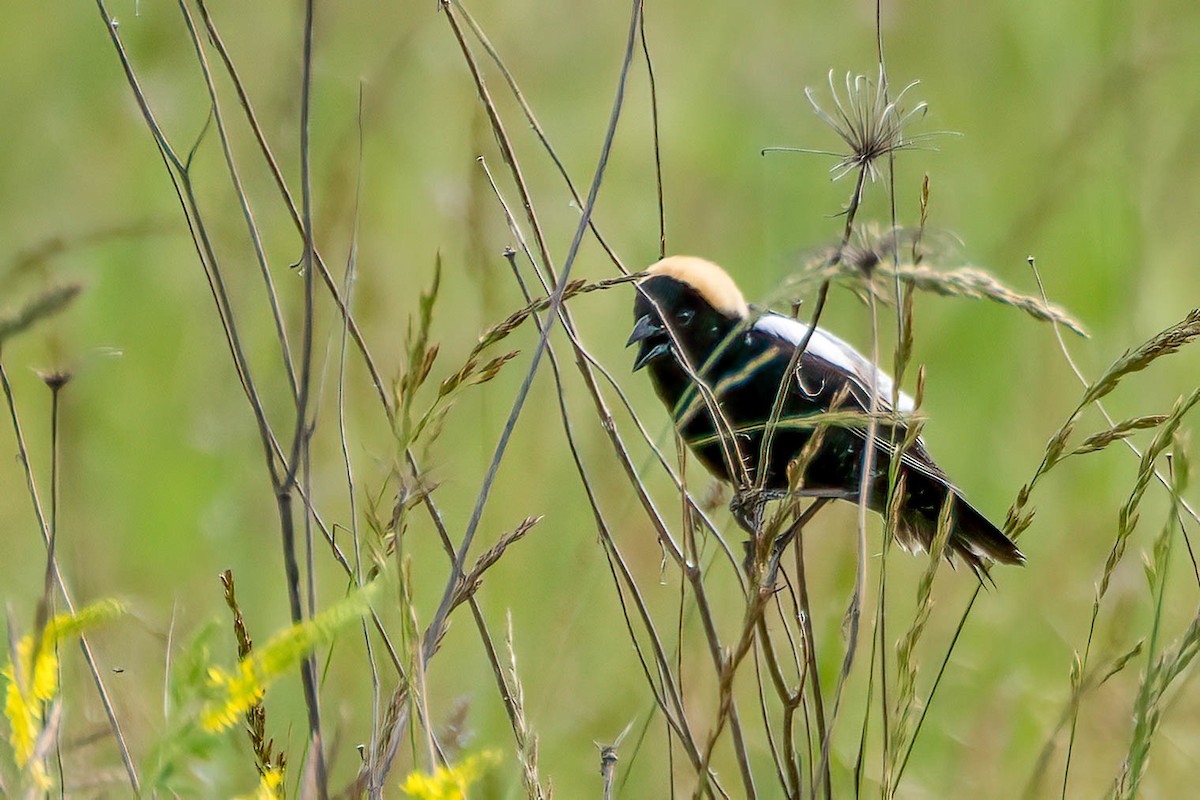 bobolink americký - ML619952095