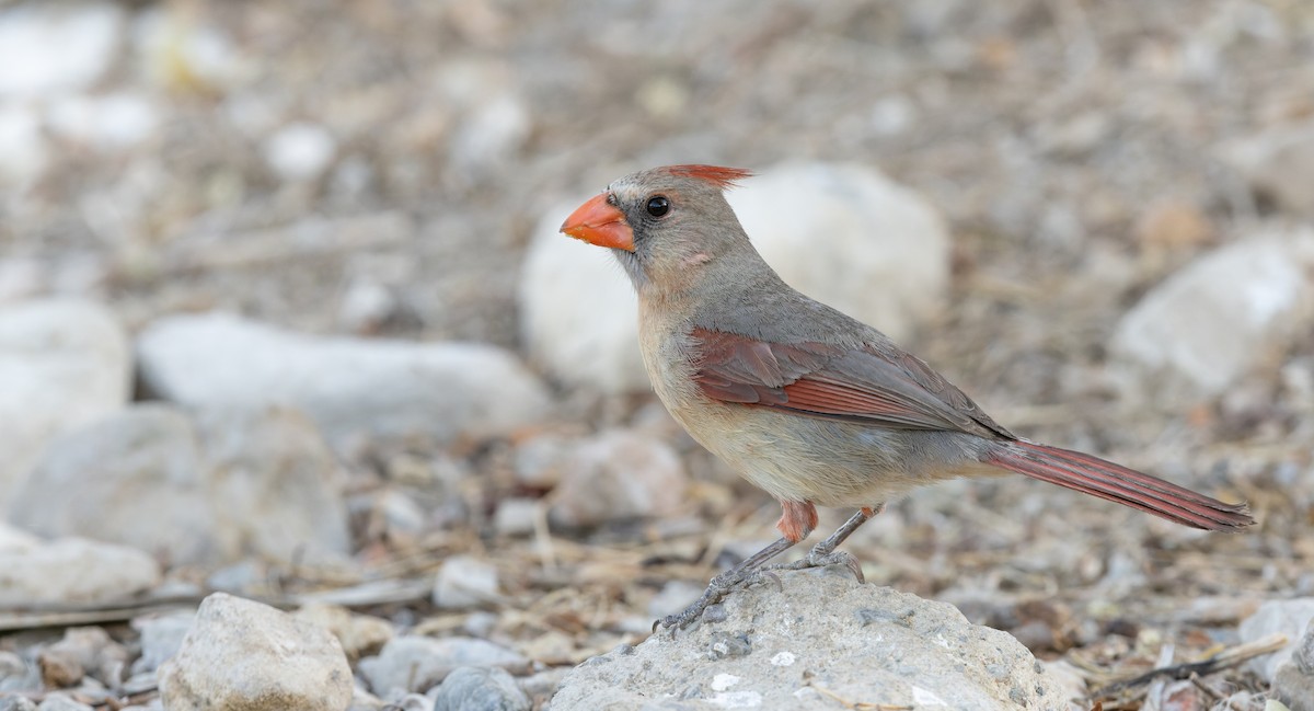 Northern Cardinal - ML619952096