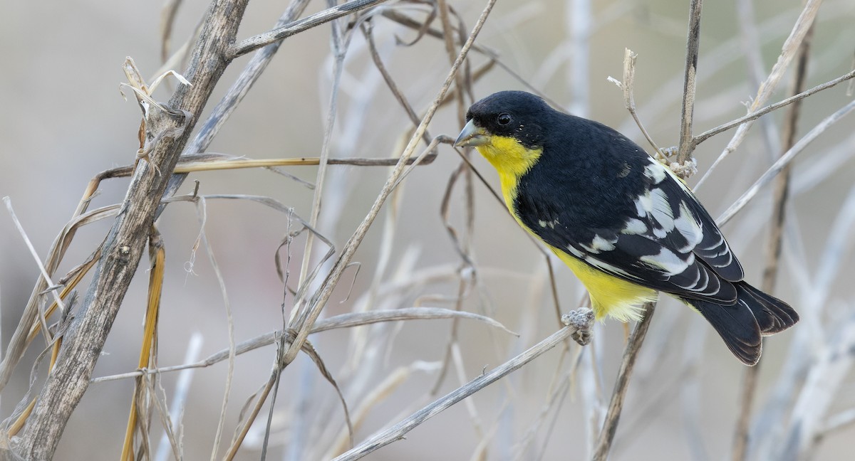 Lesser Goldfinch - ML619952099