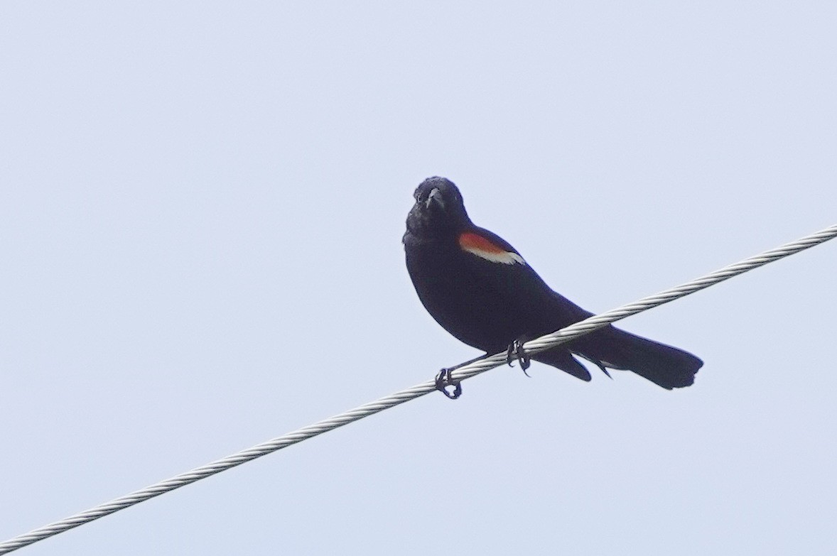 Red-winged Blackbird - ML619952112