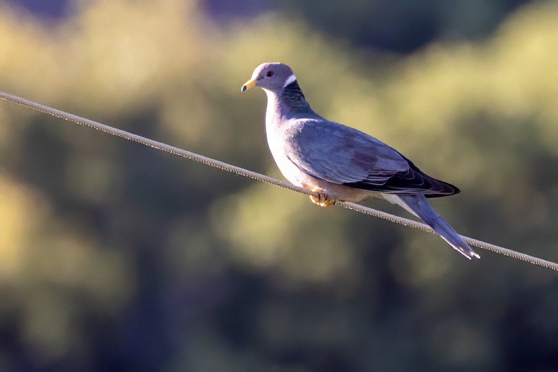 Band-tailed Pigeon - ML619952125