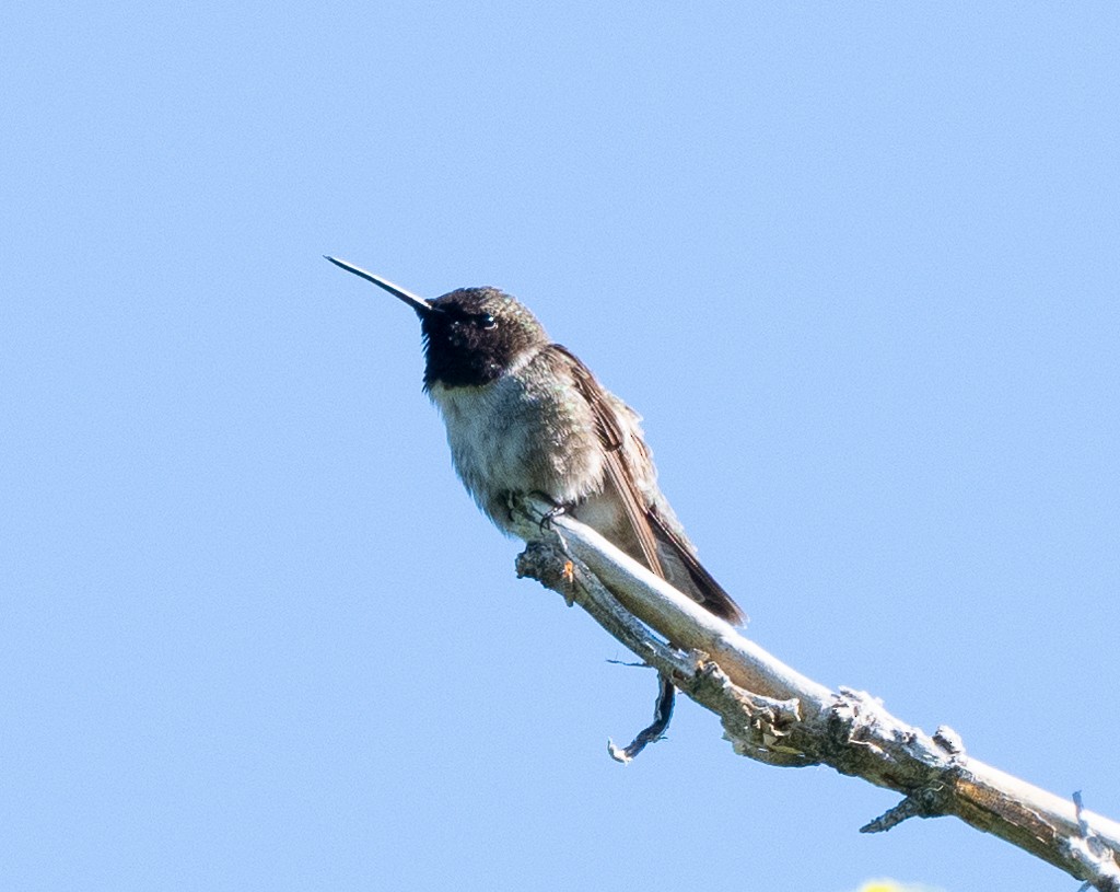 Black-chinned Hummingbird - ML619952156