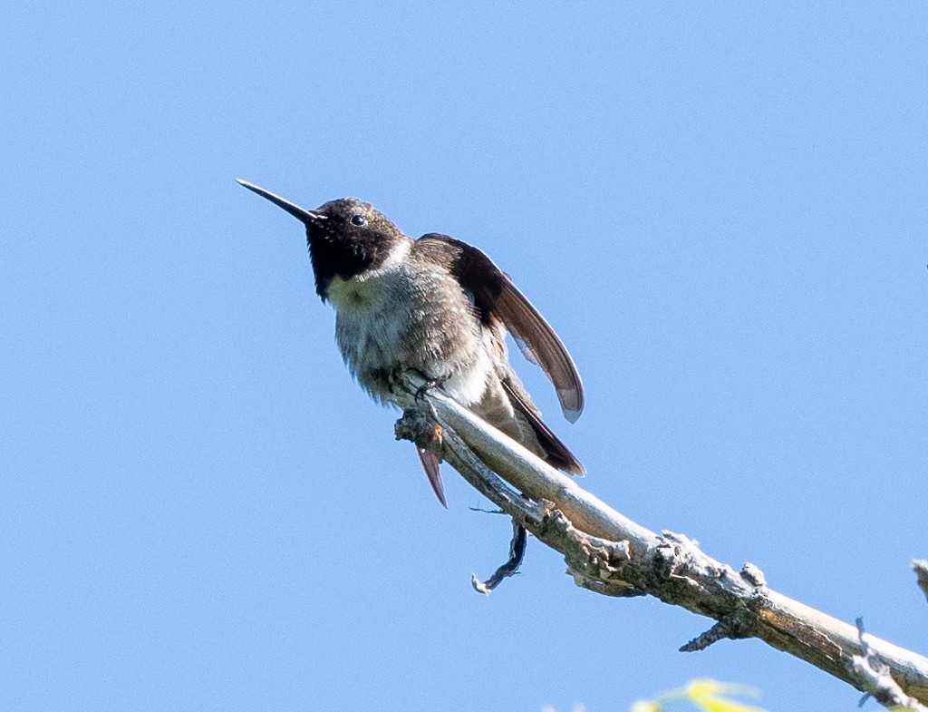 Black-chinned Hummingbird - ML619952157
