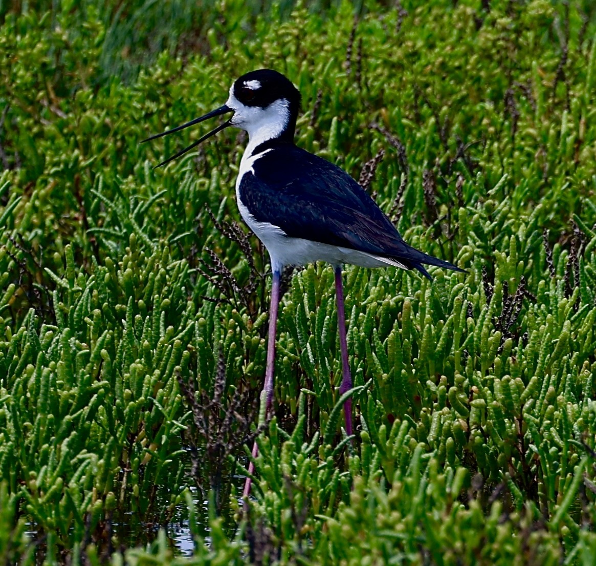 Black-necked Stilt - ML619952194