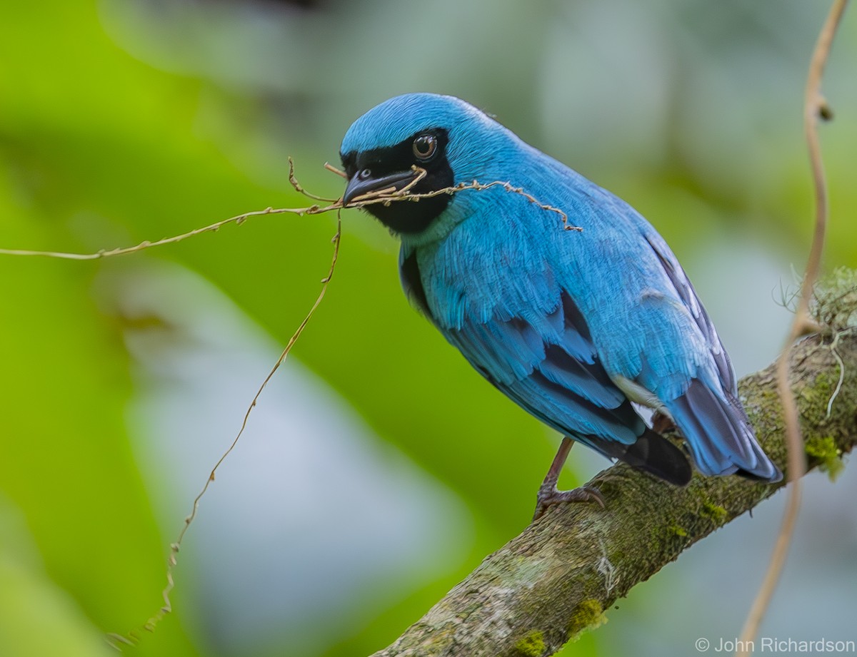 Swallow Tanager - ML619952209