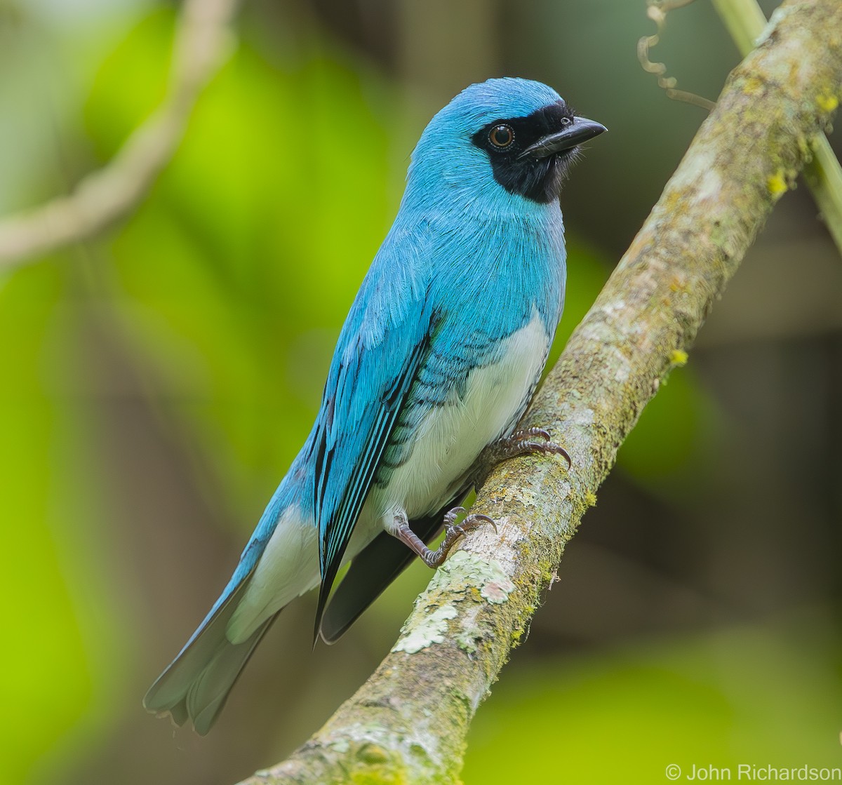 Swallow Tanager - ML619952211