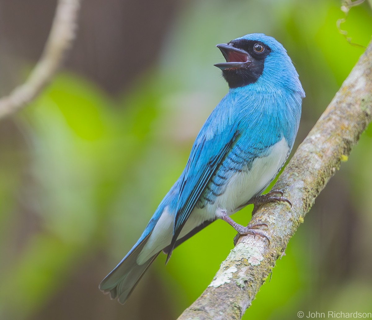 Swallow Tanager - ML619952212