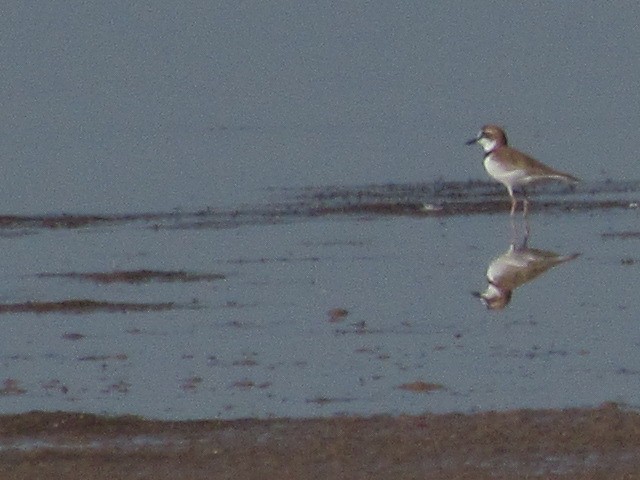 Collared Plover - ML619952219
