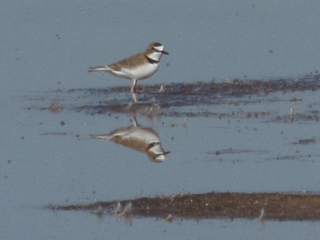 Collared Plover - ML619952220