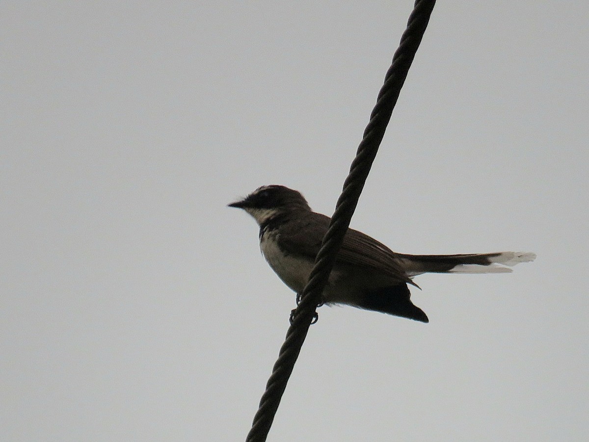 Philippine Pied-Fantail - ML619952227