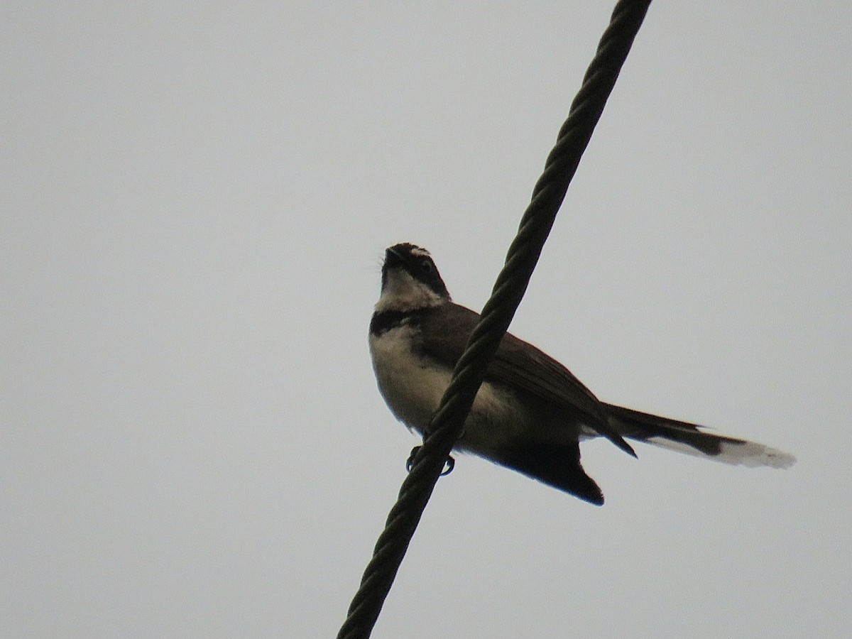 Philippine Pied-Fantail - ML619952228