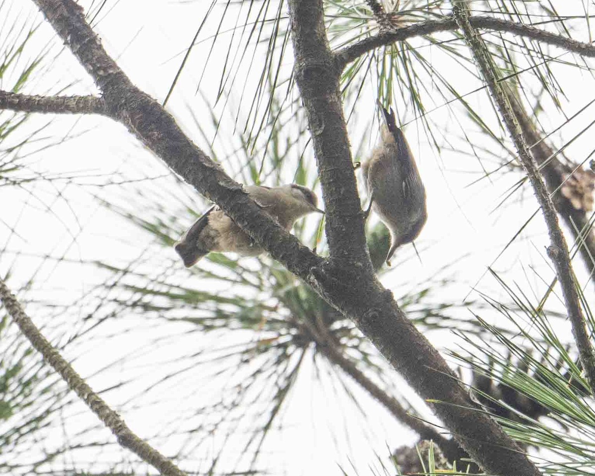 Brown-headed Nuthatch - ML619952241