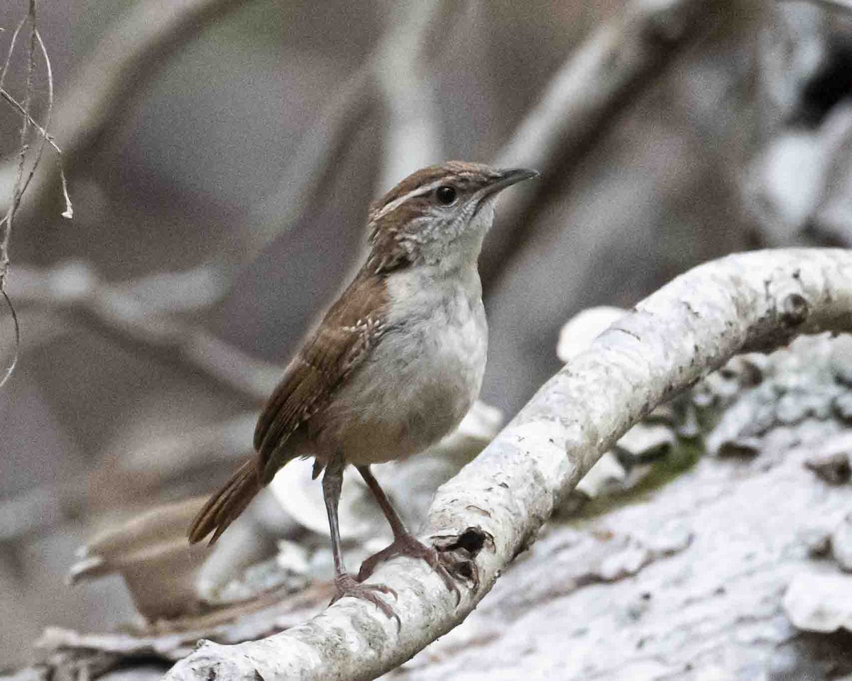 Carolina Wren - ML619952259