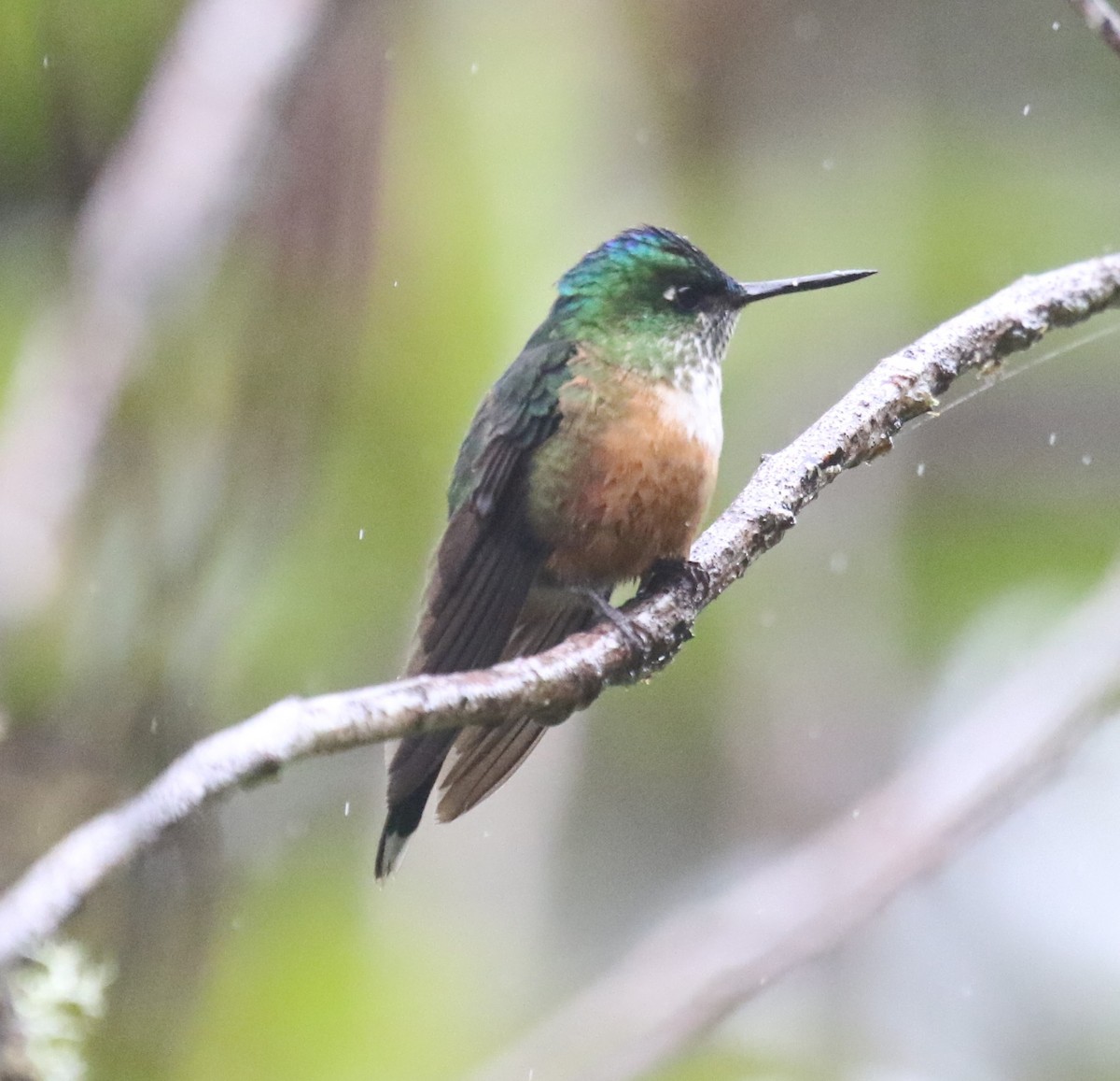 Violet-tailed Sylph - ML619952261