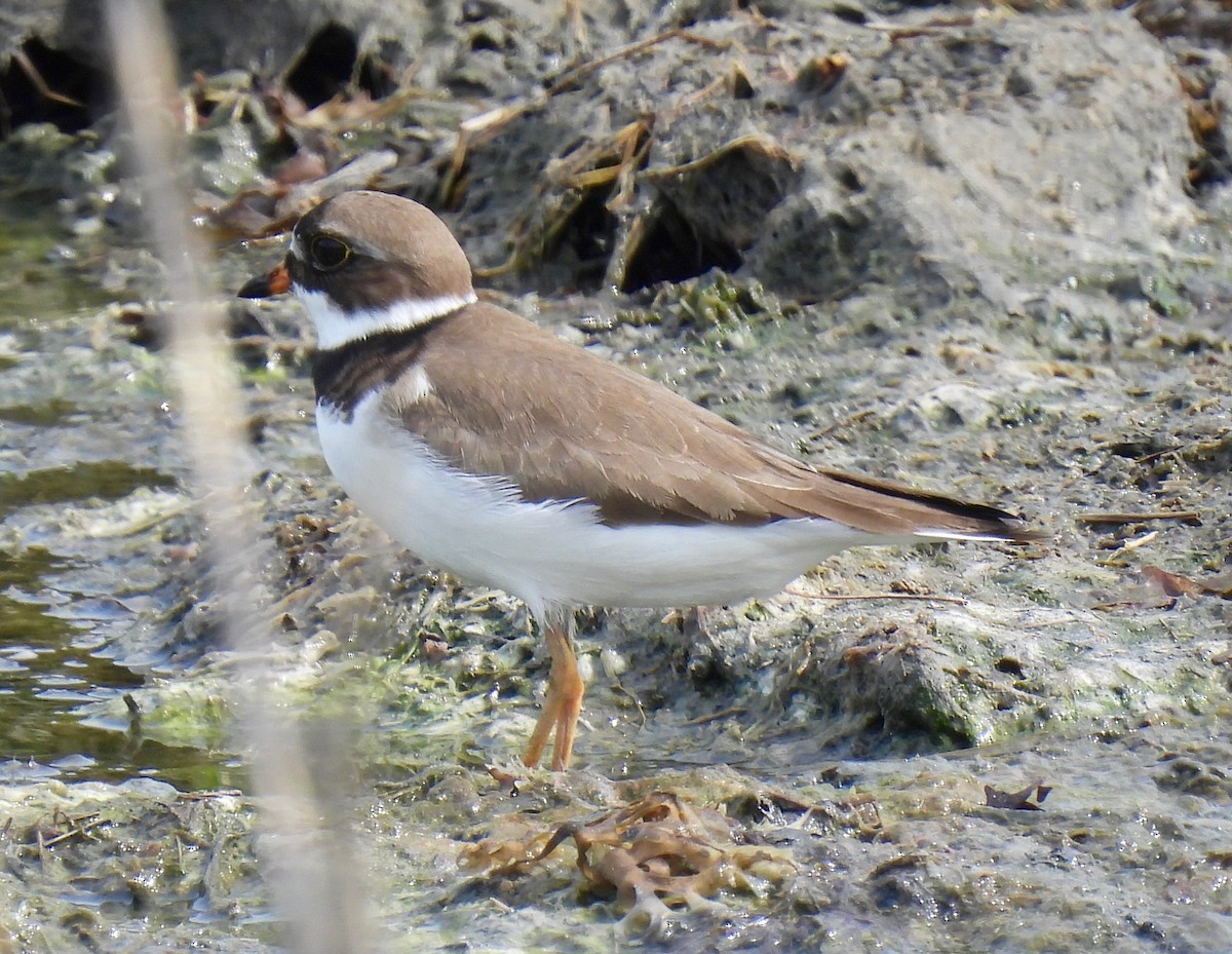 Semipalmated Plover - ML619952267