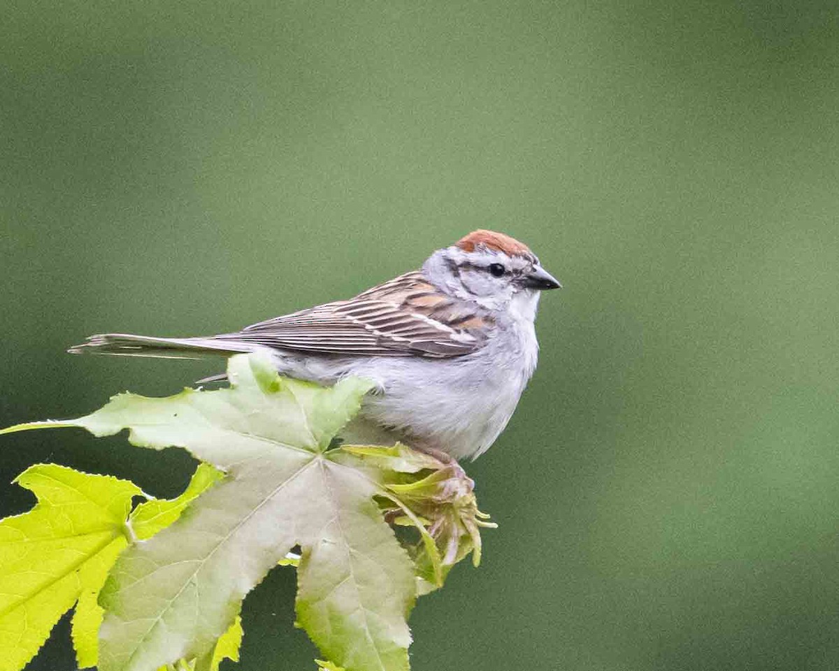 Chipping Sparrow - ML619952274