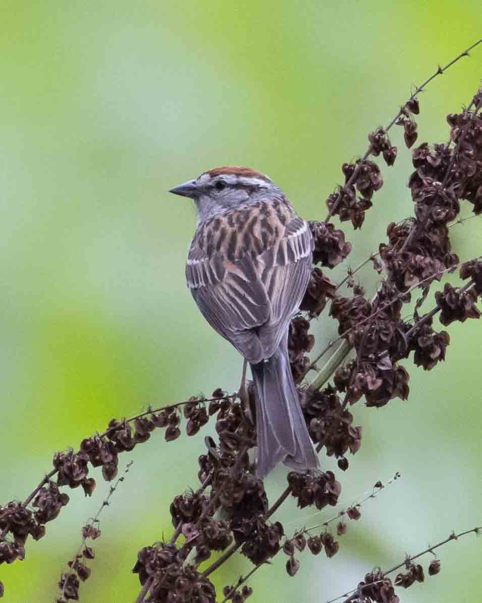 Chipping Sparrow - ML619952275