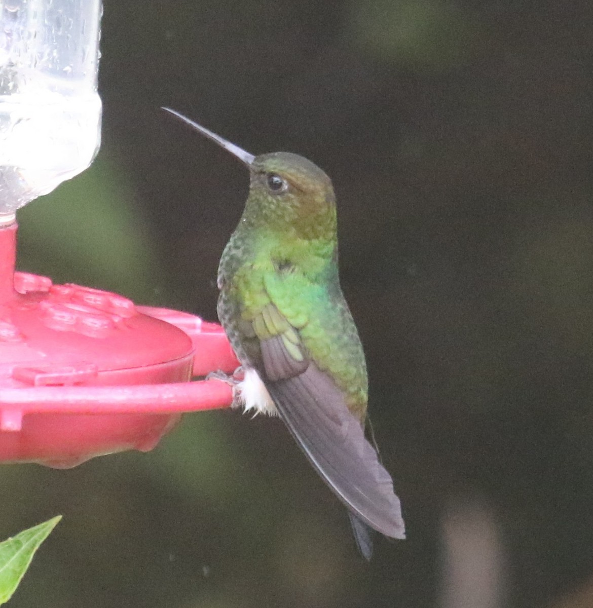 kolibřík zelenkavý - ML619952286