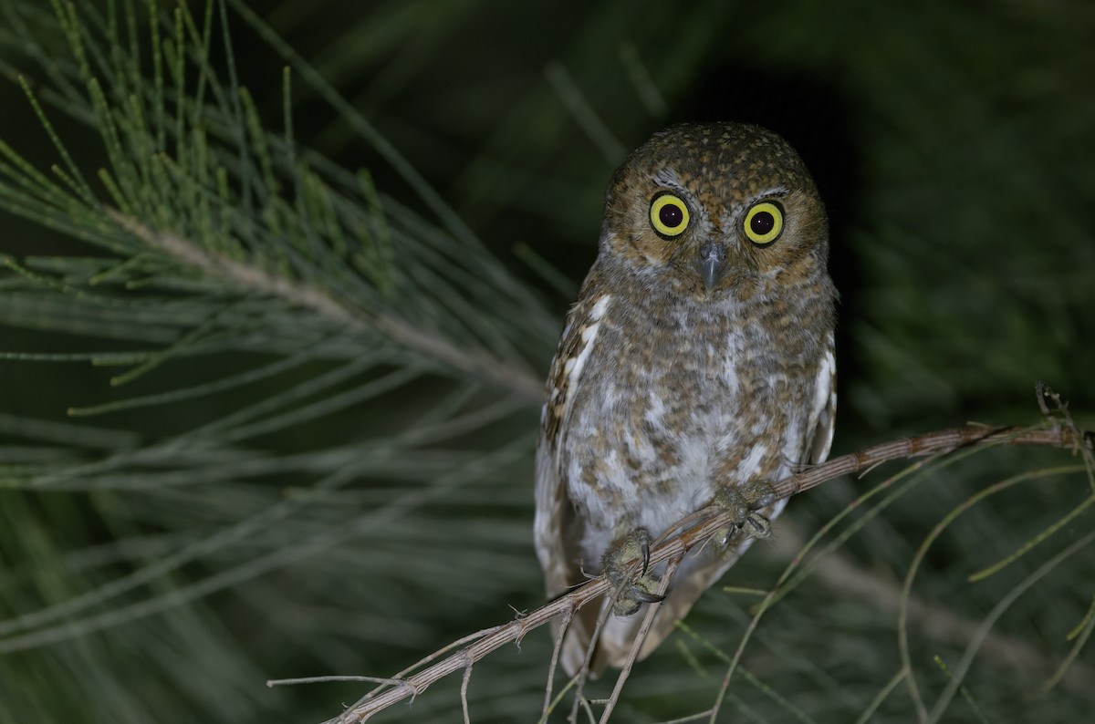 Elf Owl - ML619952304