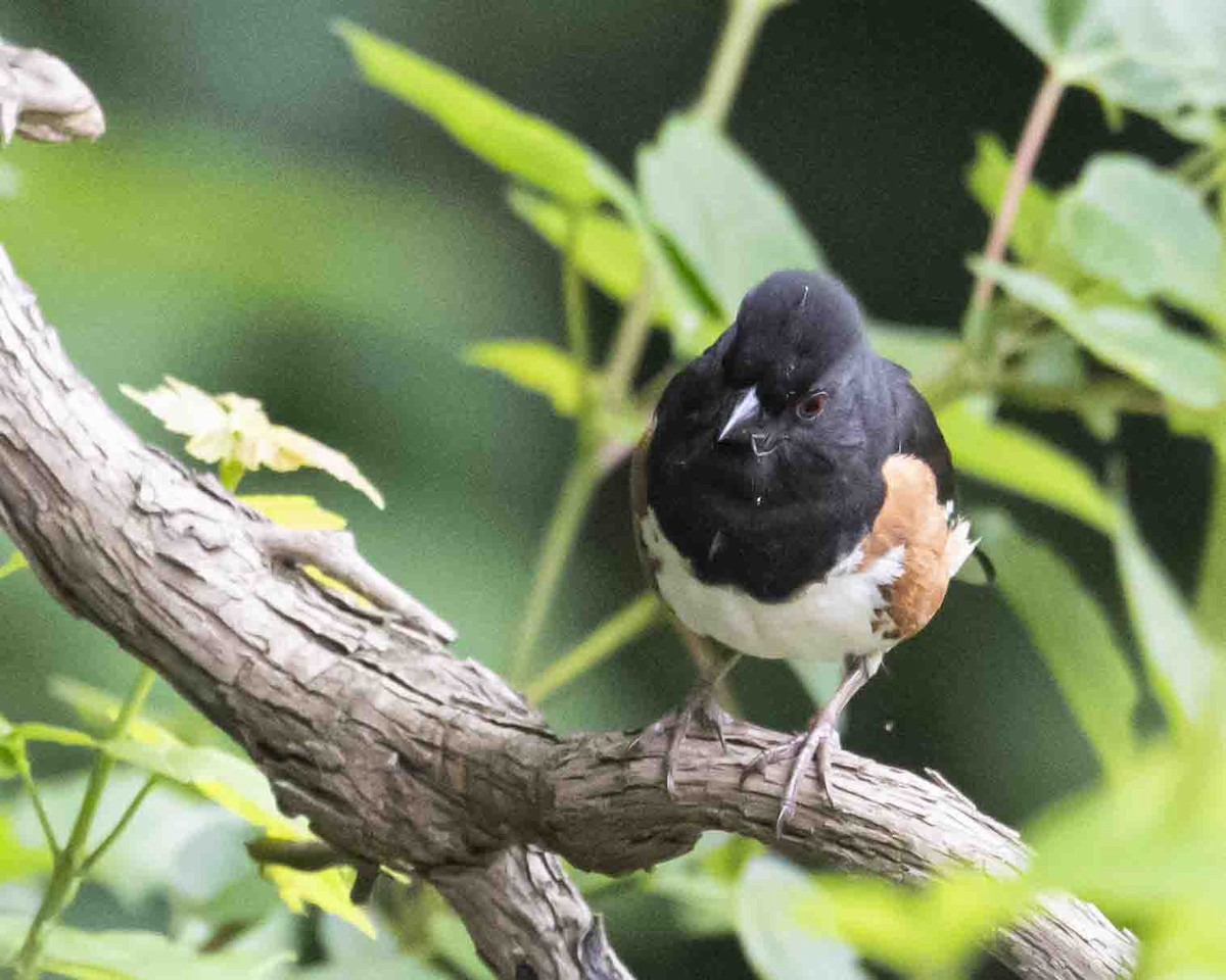 Eastern Towhee - ML619952316