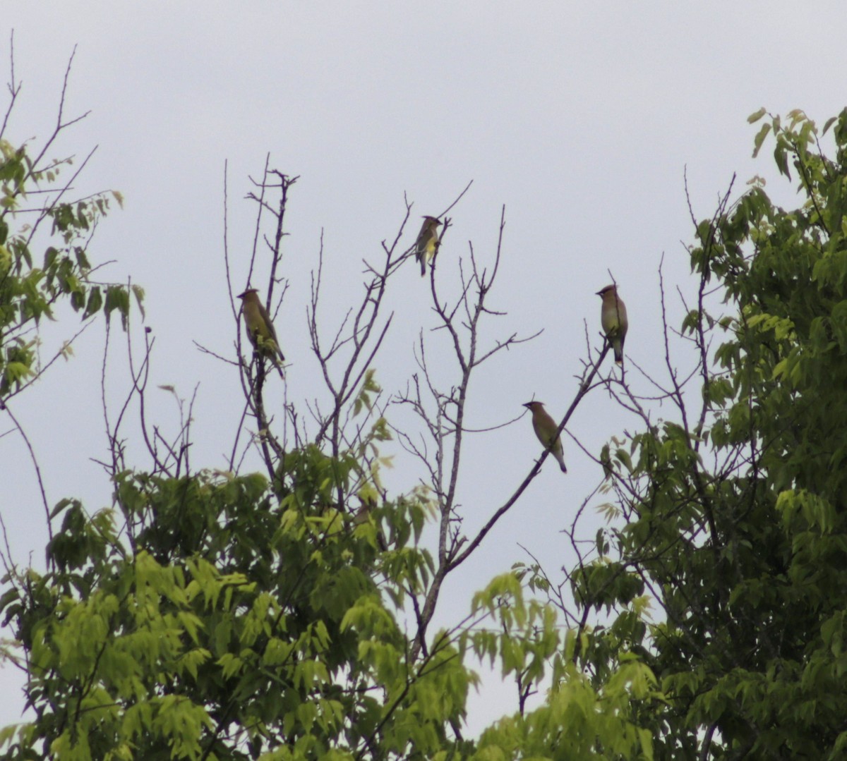 Cedar Waxwing - ML619952323