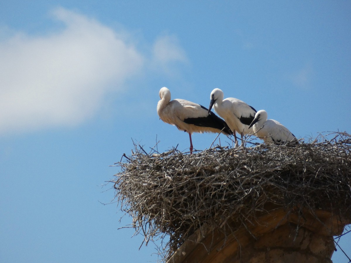 White Stork - J. Carlos Alvar Cervinho