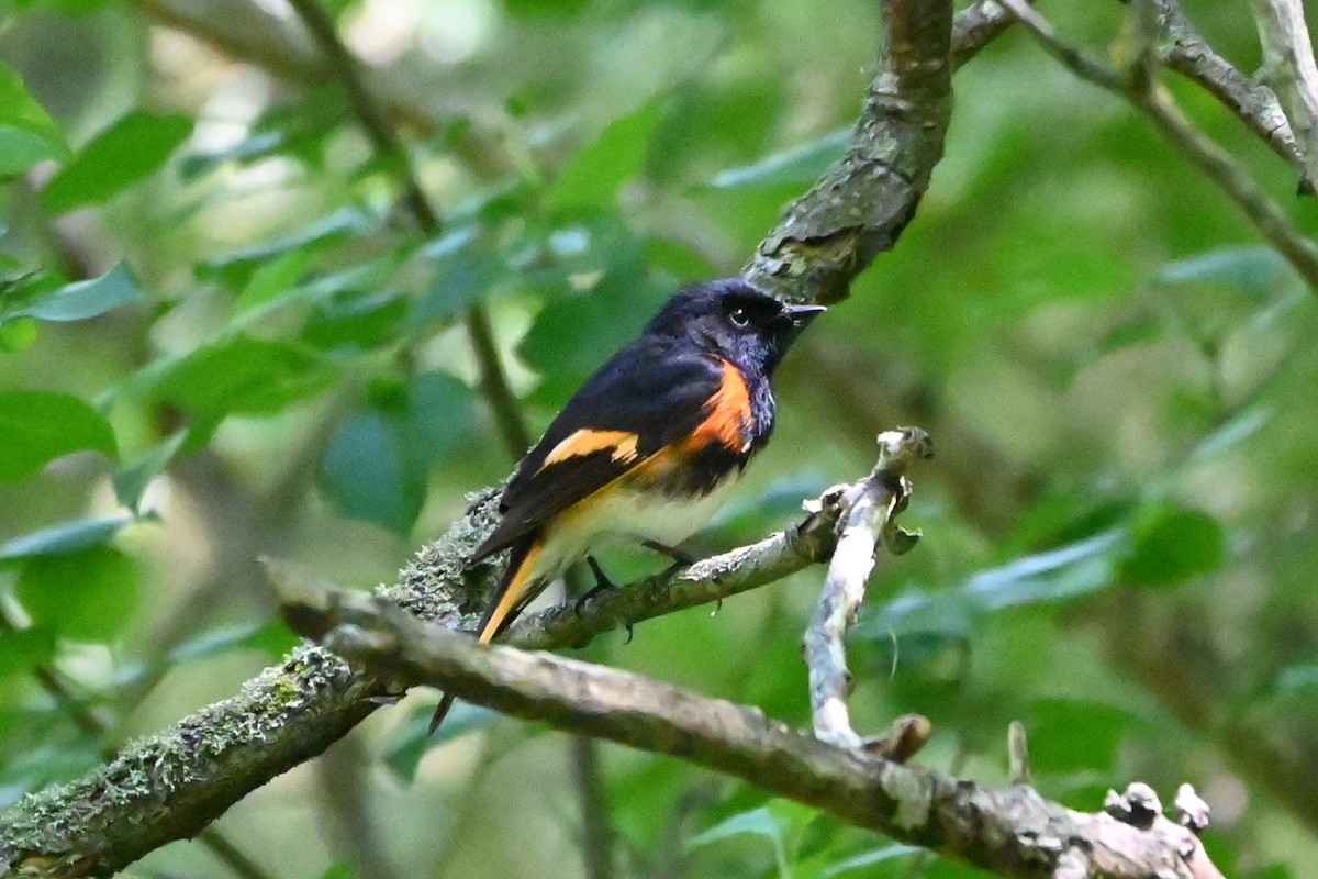 American Redstart - ML619952335