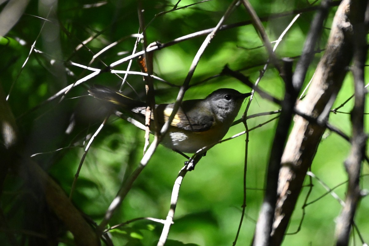 American Redstart - ML619952338